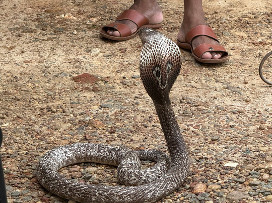 Snake Farm Weligama (Traditional Farm)-瓦勒迦玛必去景点