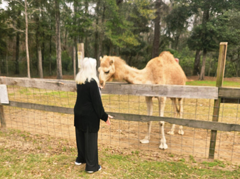 Redemptive Love Farm-Miccosukee必去景点