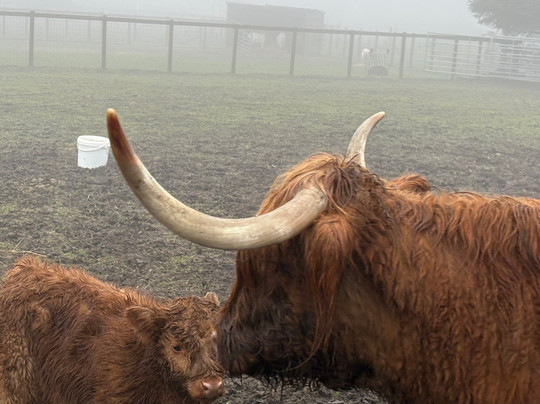 Matlock Farm Park-马特洛克必去景点