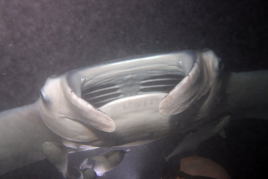 OK Maldives-马累必去景点