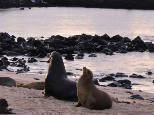 Eco-Challenger Galapagos Tour Agency-圣克里斯托瓦尔必去景点