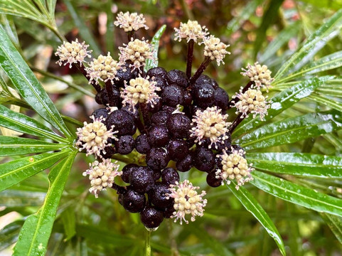 Mike's Maxi Taxi-布里奇顿必去景点