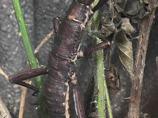 The Bug Parc-Lenwade必去景点