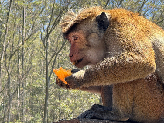 Aloka Sanna Travel Agency-Aluthgama必去景点