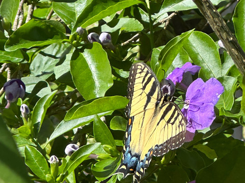 Discovery Gardens-Tavares必去景点