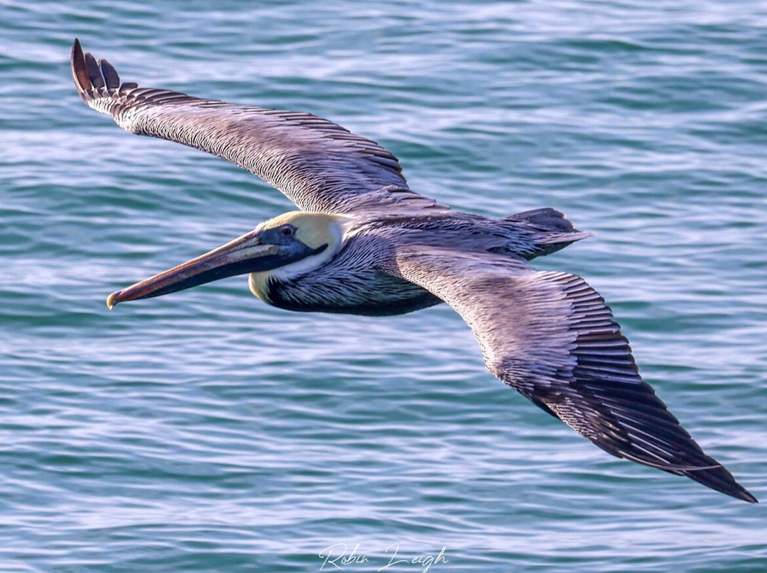 Cap'n Rod's Lowcountry Shell Island & Plantation Tours-乔治敦必去景点