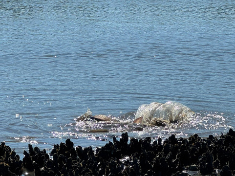 Tall Tide Fishing Adventures-查尔斯顿必去景点