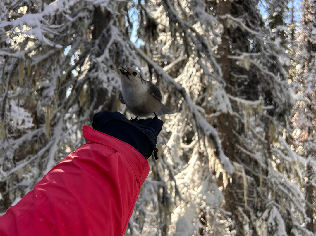 Revelstoke Snowshoe Company-雷夫尔斯托克必去景点