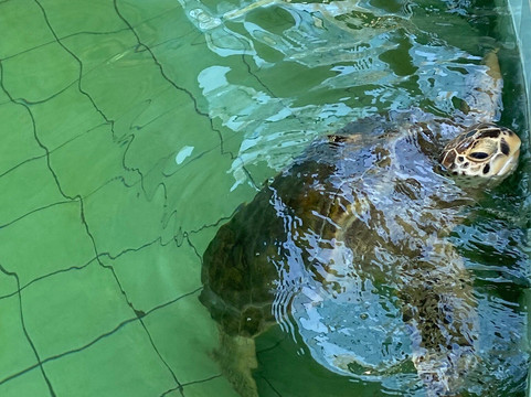 Turtle Conservation Center-泰曼必去景点