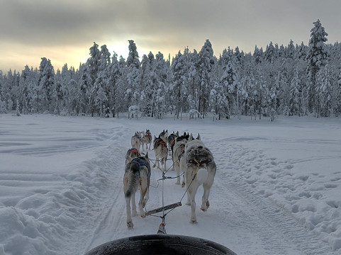 Arctic Circle Husky Park-罗瓦涅米必去景点