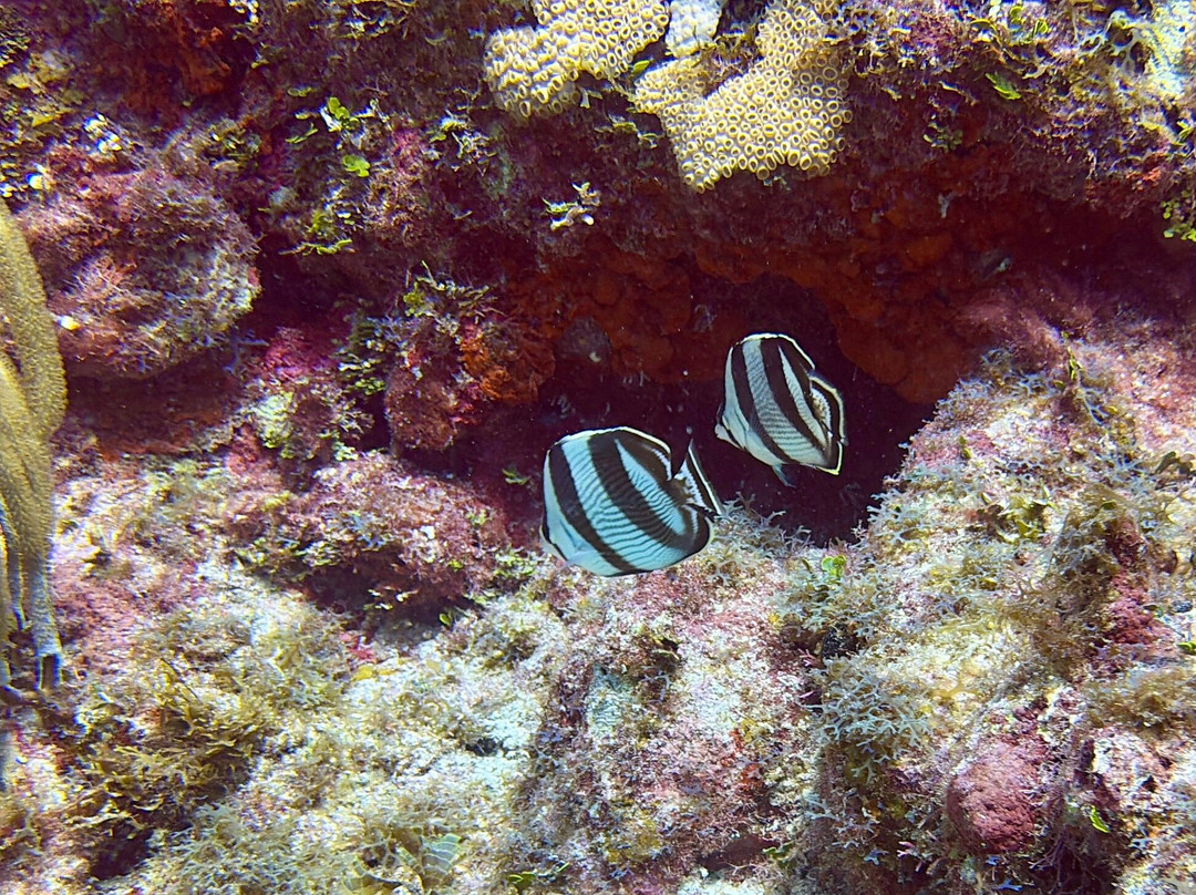 Epic Divers Grand Cayman Cayman Islands-大开曼岛必去景点