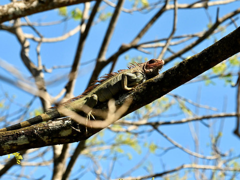 Crocodile Man Tour-哈科必去景点