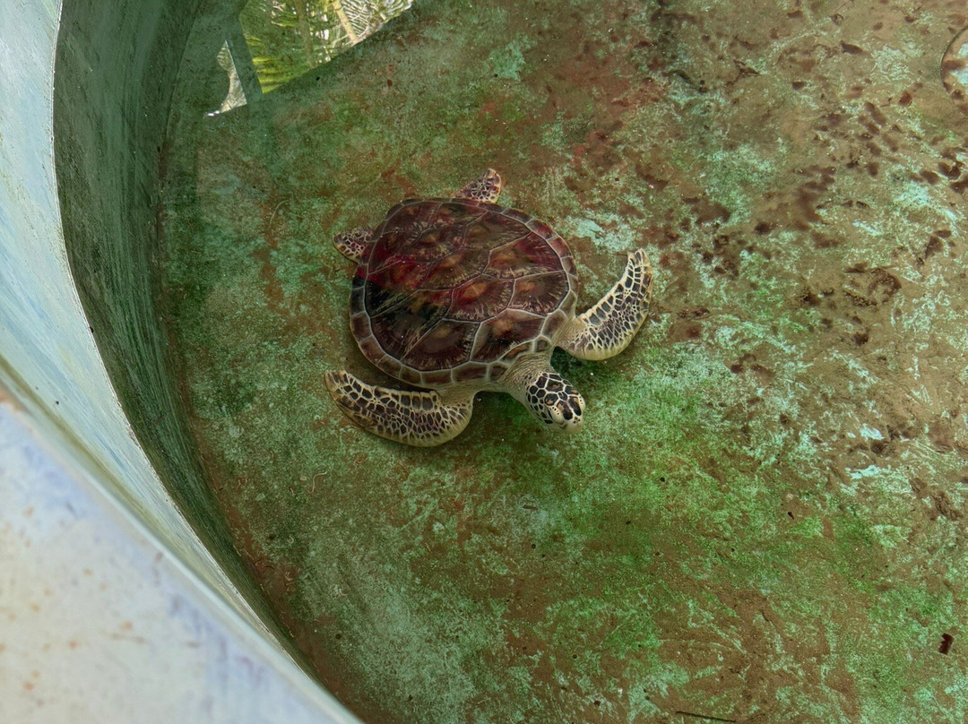 海龟保护协会-班托塔必去景点