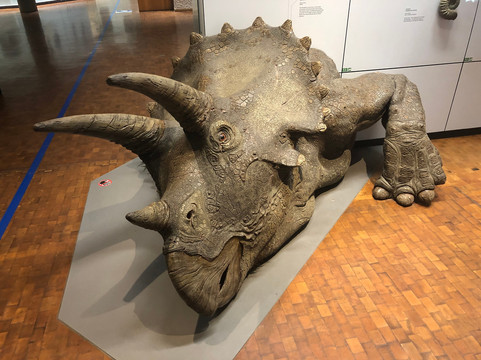 Naturkunde Museum Stuttgart-斯图加特必去景点