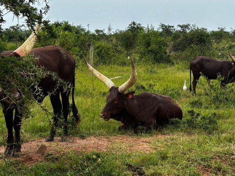 Gorilla Safaris Uganda-坎帕拉必去景点