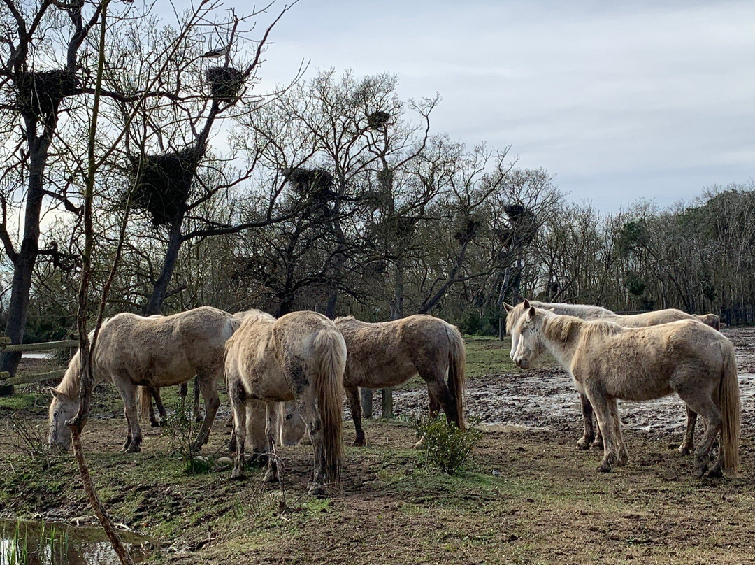 Parc Natural dels Aiguamolls de l'Emporda-罗塞斯必去景点