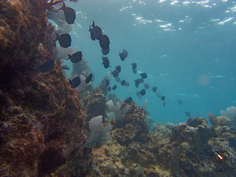 Valentine's Dive Center-哈勃岛必去景点