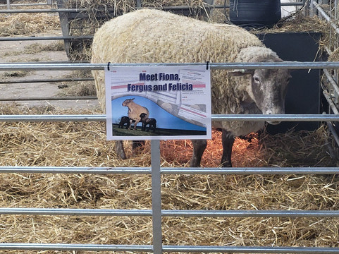 Dalscone Farm Fun-邓弗里斯必去景点