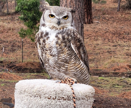 Badger Run Wildlife Rehab-克拉马斯福尔斯必去景点