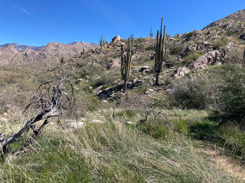 Catalina State Park-图森必去景点