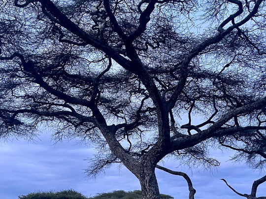 Leopard Tours Limited-阿鲁沙必去景点