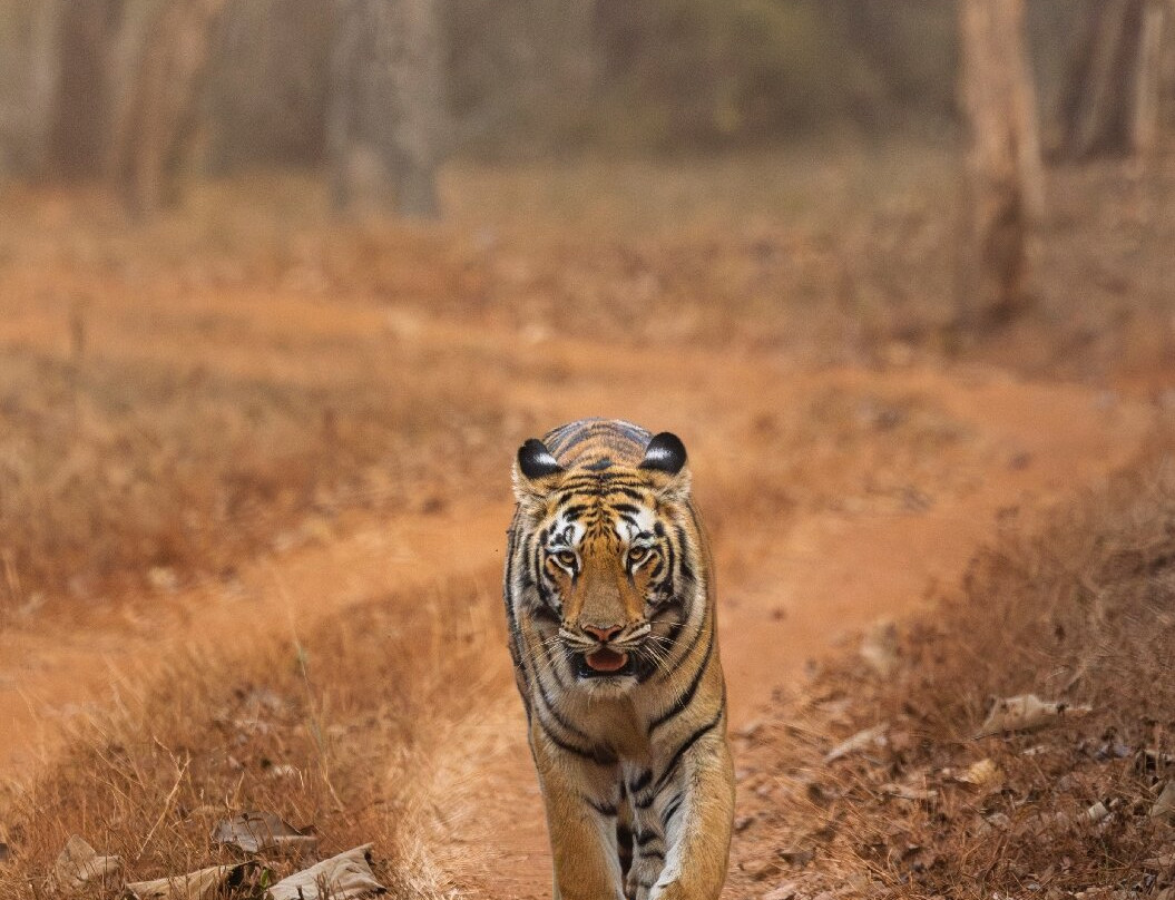 Olsen Photo Tours - Wildlife Experiences-Porto Jofre必去景点