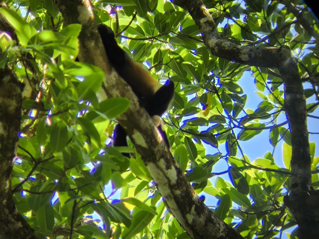 Jaguar Corcovado Tours-希门尼斯港必去景点