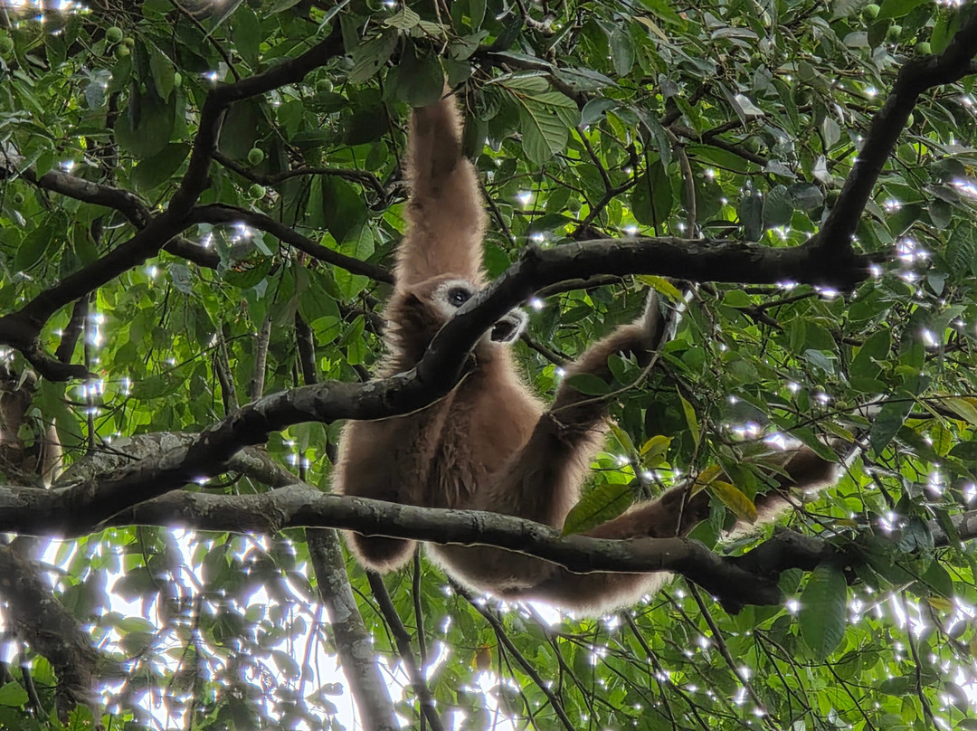 Orangutan Treking Camp-武吉拉旺必去景点
