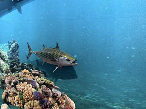Le Musée de la Mer-Trois-Ilets必去景点