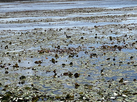 Lake Apopka Wildlife Drive-Apopka必去景点