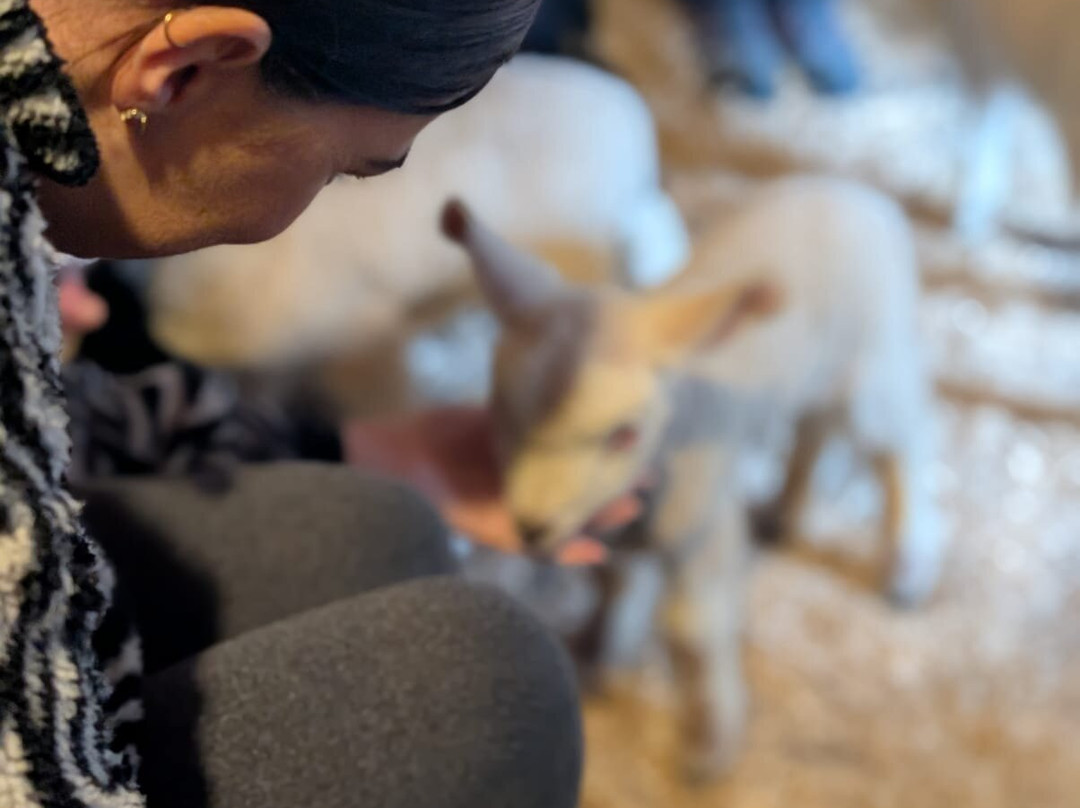 South Lakes Farm Experiences-Grange-over-Sands必去景点