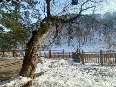 Woljeongsa Temple-平昌郡必去景点