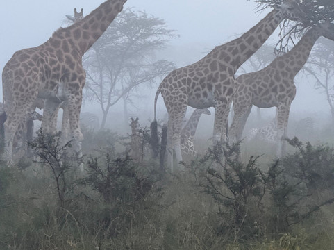 K Safaris-坎帕拉必去景点