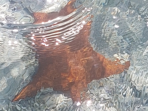 Reel Serious Charters 242-Green Turtle Cay必去景点