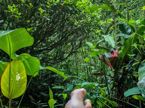 Canopy San Lorenzo-圣拉蒙必去景点