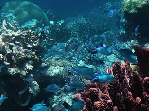 Taveuni Ocean Sports-塔韦乌尼岛必去景点