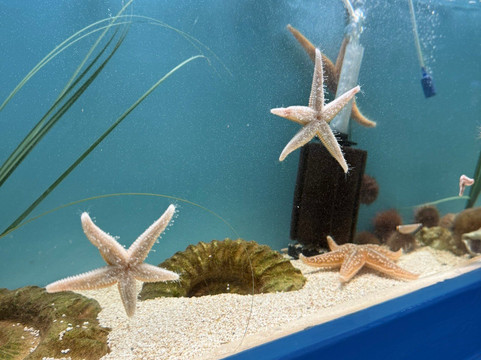 Lyme Regis Marine Aquarium-莱姆里杰斯必去景点