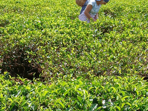 Sahas Tours-Narammala必去景点