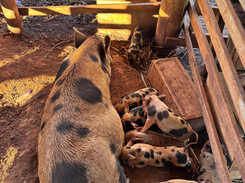 Bio Park-博尼图必去景点