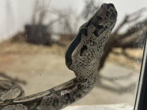 Projeto Jiboia-博尼图必去景点