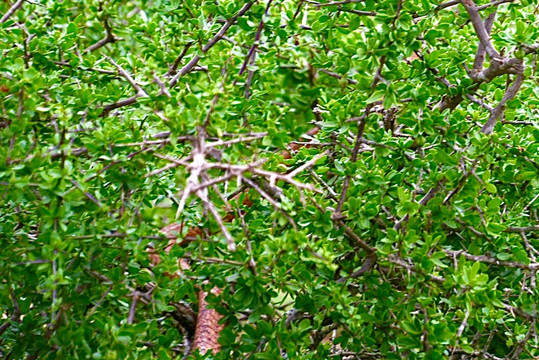 Crisscross Adventures-阿多必去景点