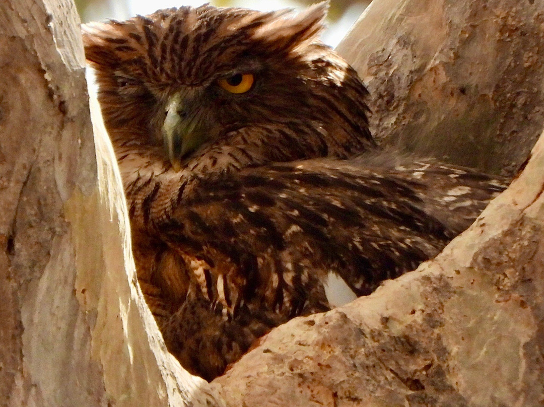 Panna National Park Safari-Madla必去景点