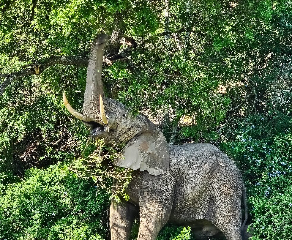 Sibuya Game Reserve - Private Day Trips-Kenton-on-Sea必去景点