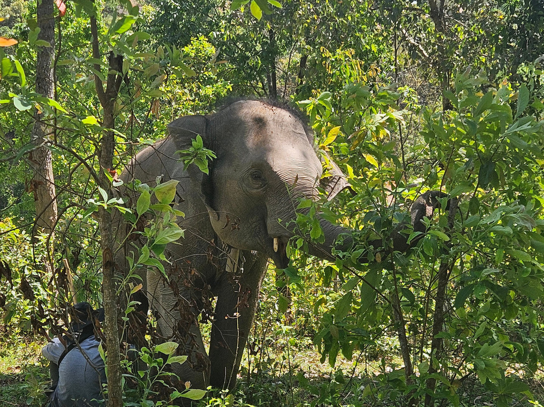 Blue Daily Elephant Care Sanctuary-清迈必去景点