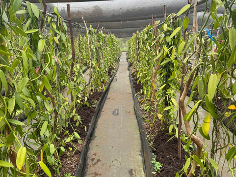 Hawaiian Vanilla Company-帕奥伊洛必去景点