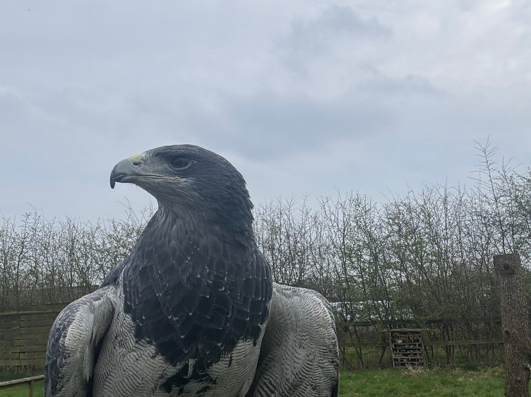 Gauntlet Birds Of Prey-纳茨福德必去景点
