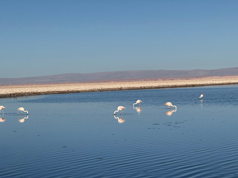 Salar de Tara-圣佩德罗-德阿塔卡马必去景点
