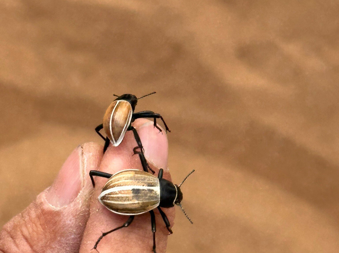 Living Desert Adventures Discover the Little 5-斯瓦科普蒙德必去景点
