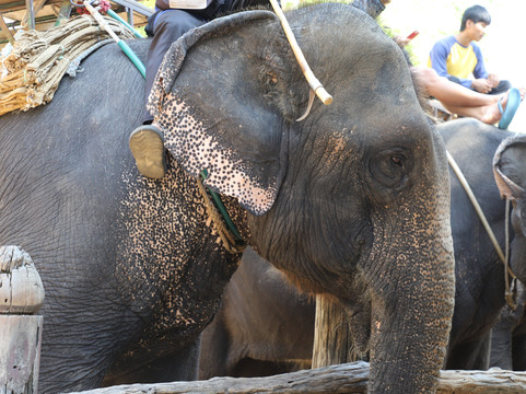 Taweechai Elephant Camp-北碧必去景点
