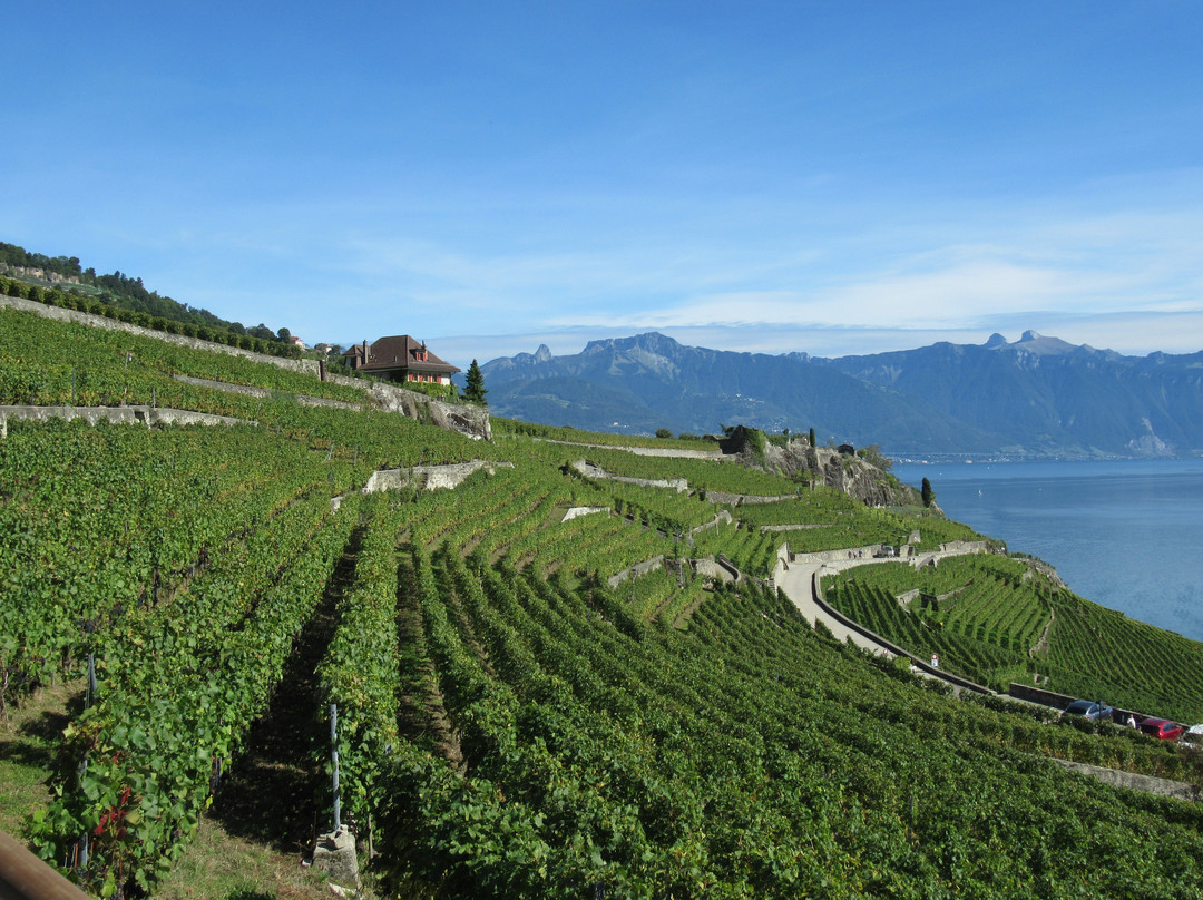 Lavaux Vineyard Terraces-居利必去景点